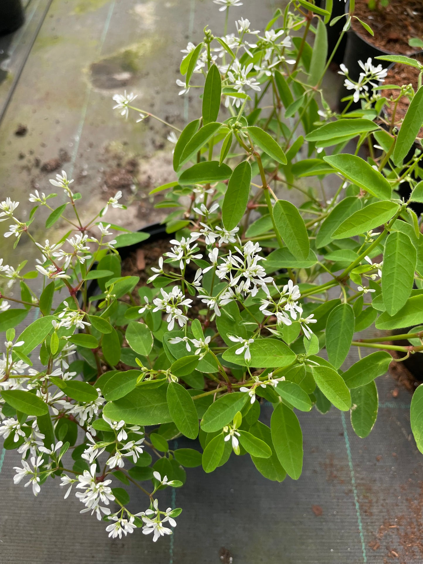 Euphorbia Diamond Star (17cm)
