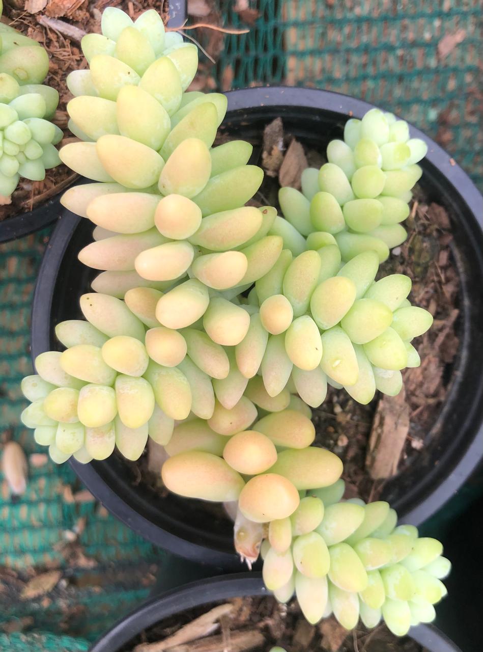 Sedum Morganianum (9 cm)