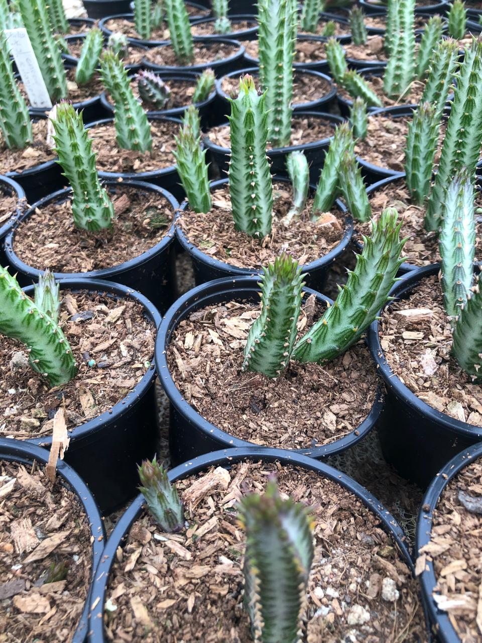 Senecio Stapeliiformis (9 cm)