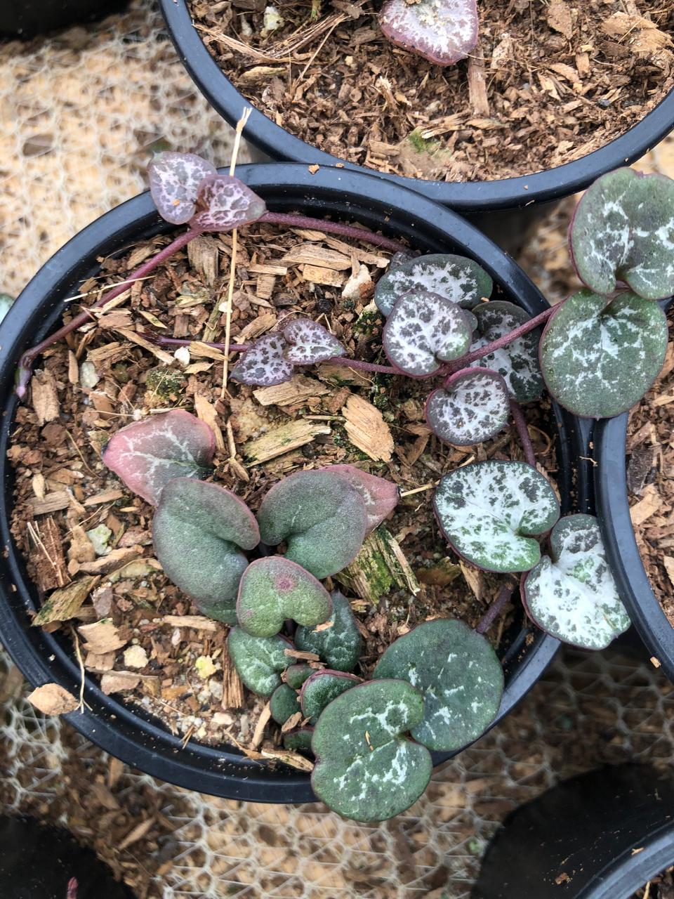 String of Hearts (9 cm)