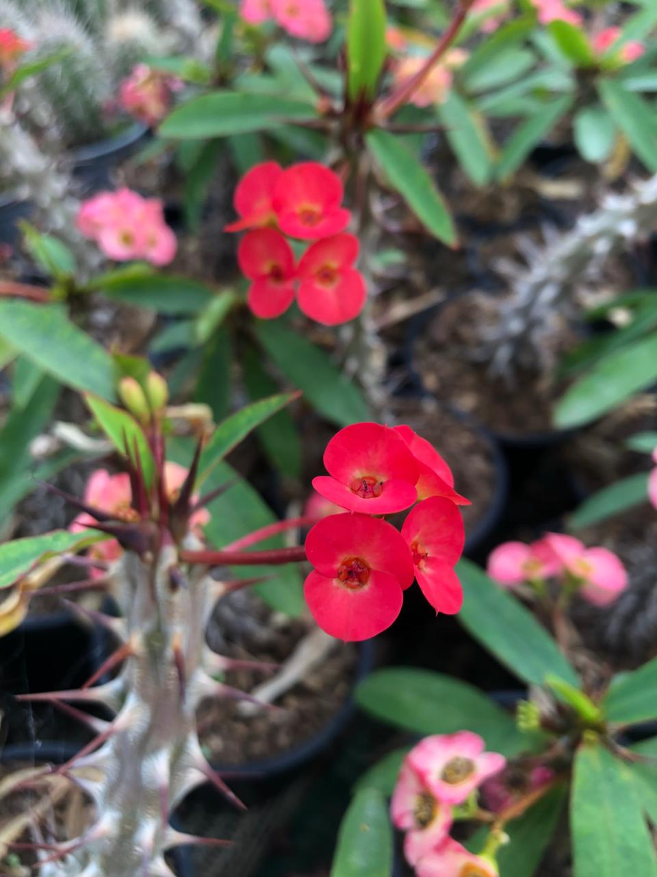 Euphorbia Milii Red (9 cm)