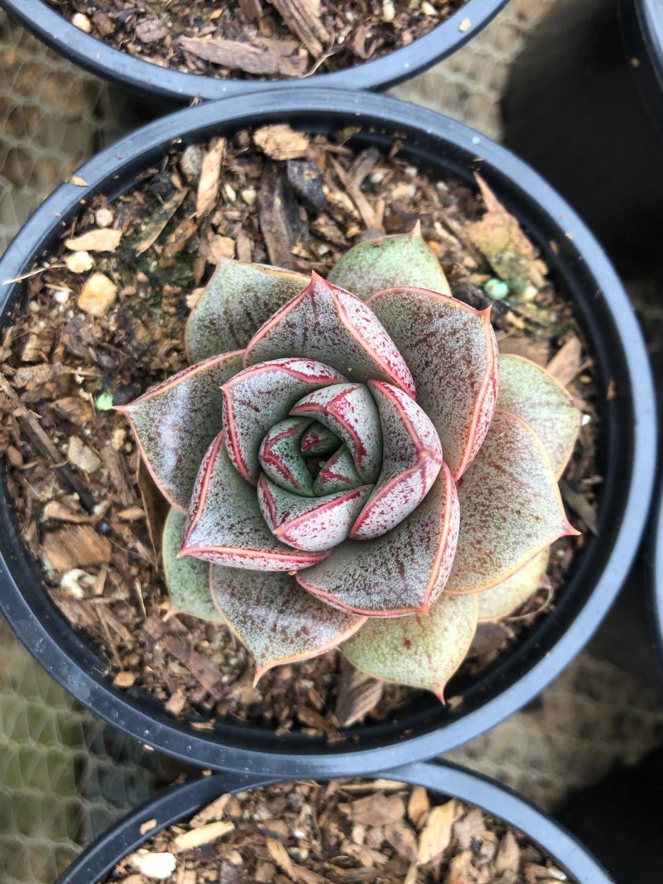 Echeveria Purpusorum Red (9cm)