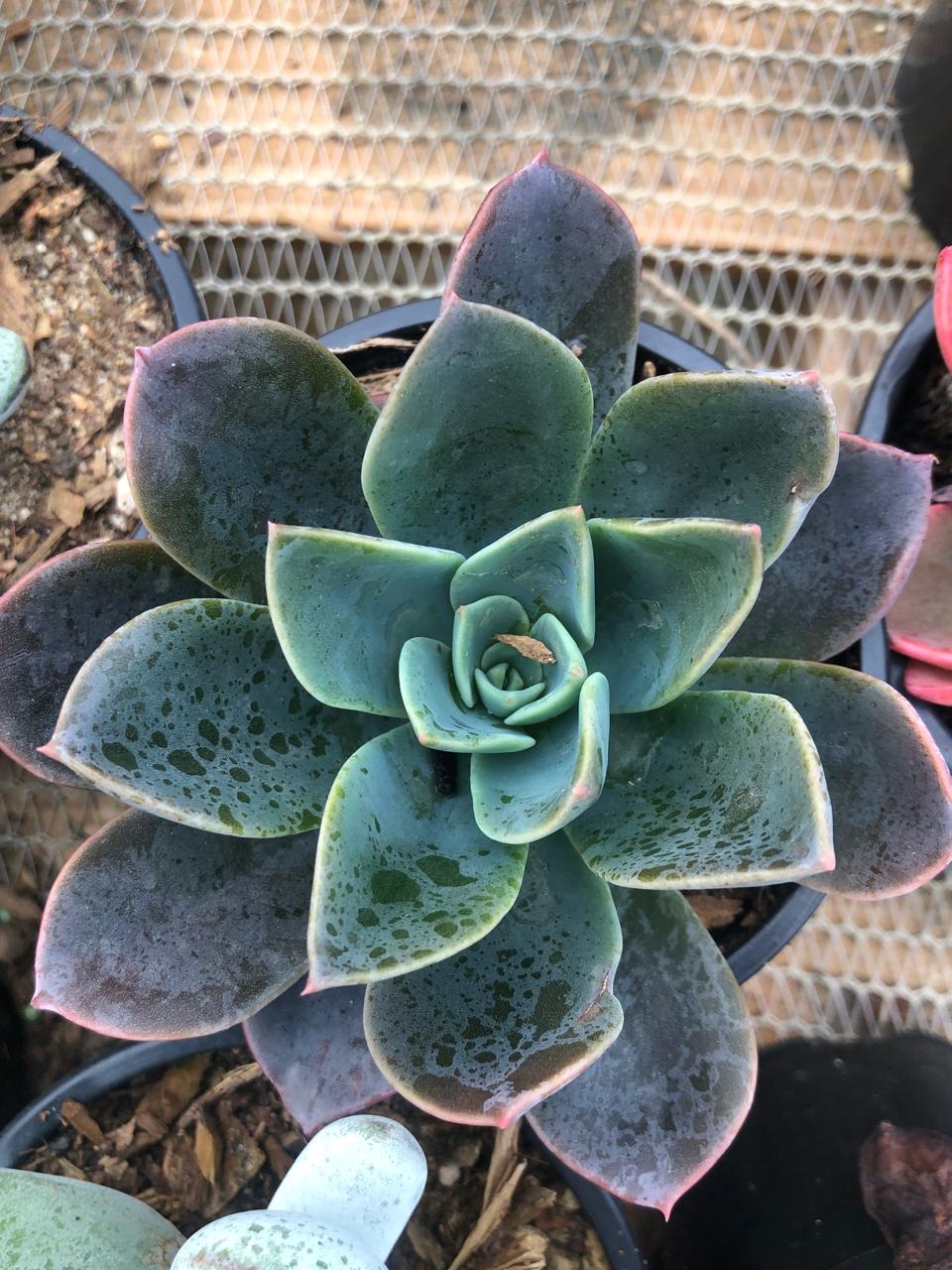 Echeveria Blue Prince (9cm)