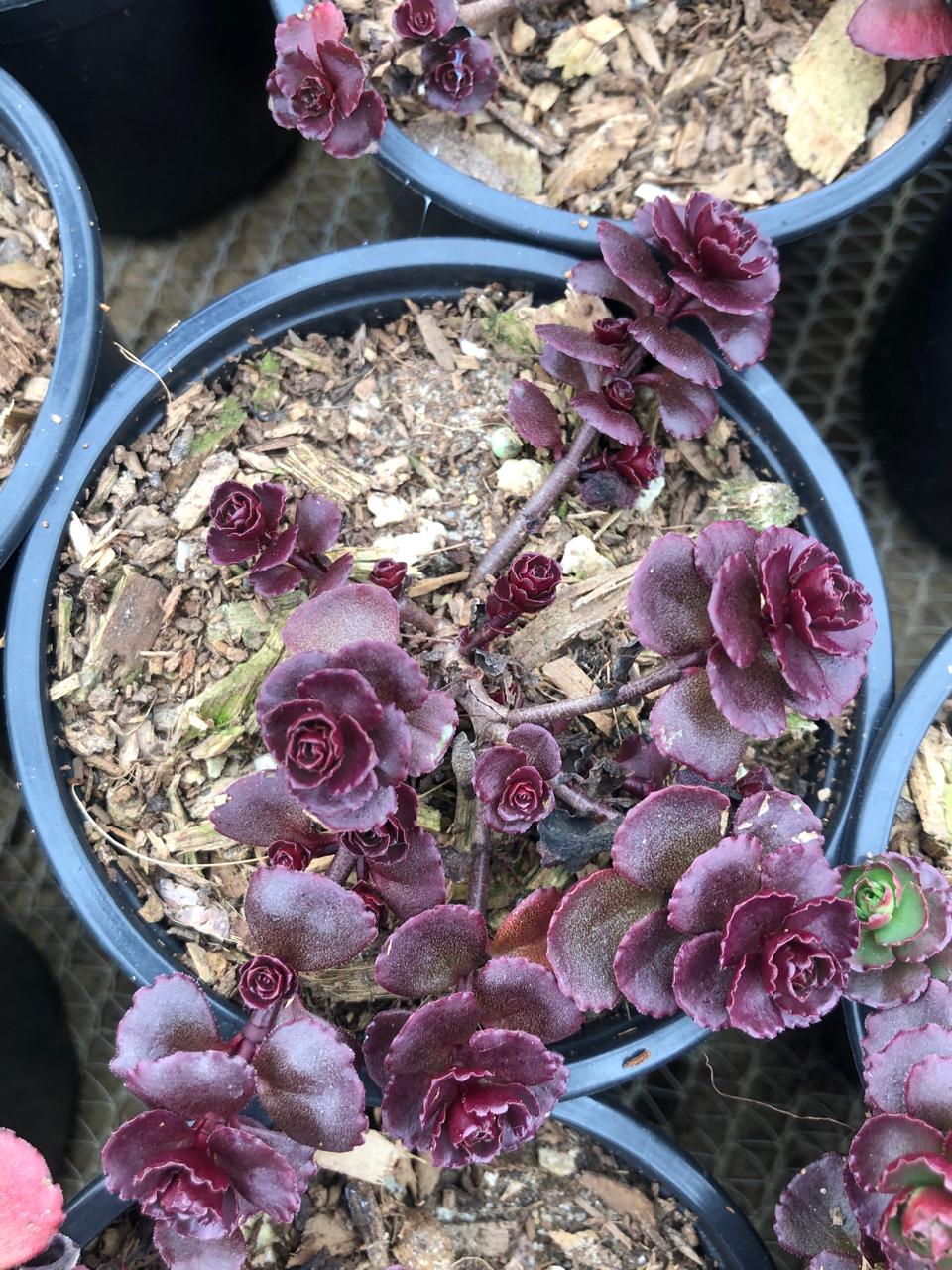 Sedum Dragon's Blood (9cm)