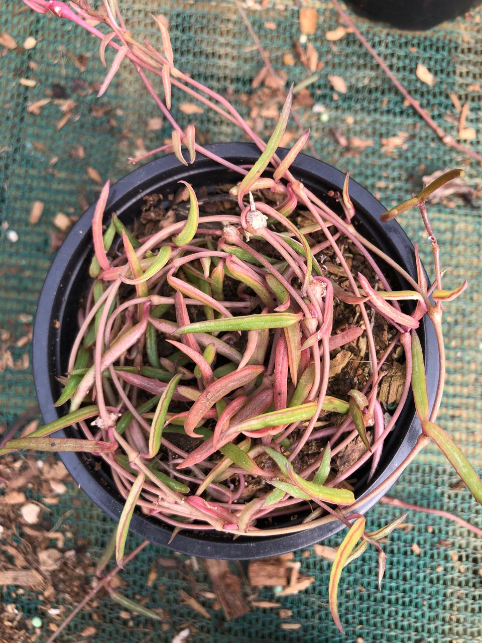 String of Needles (9cm)