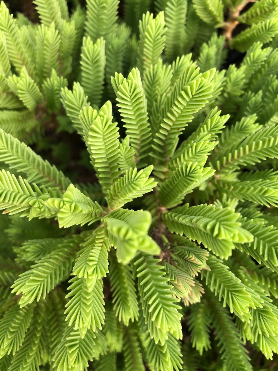 Crassula Tetragona Subsp. Connivens (9cm)