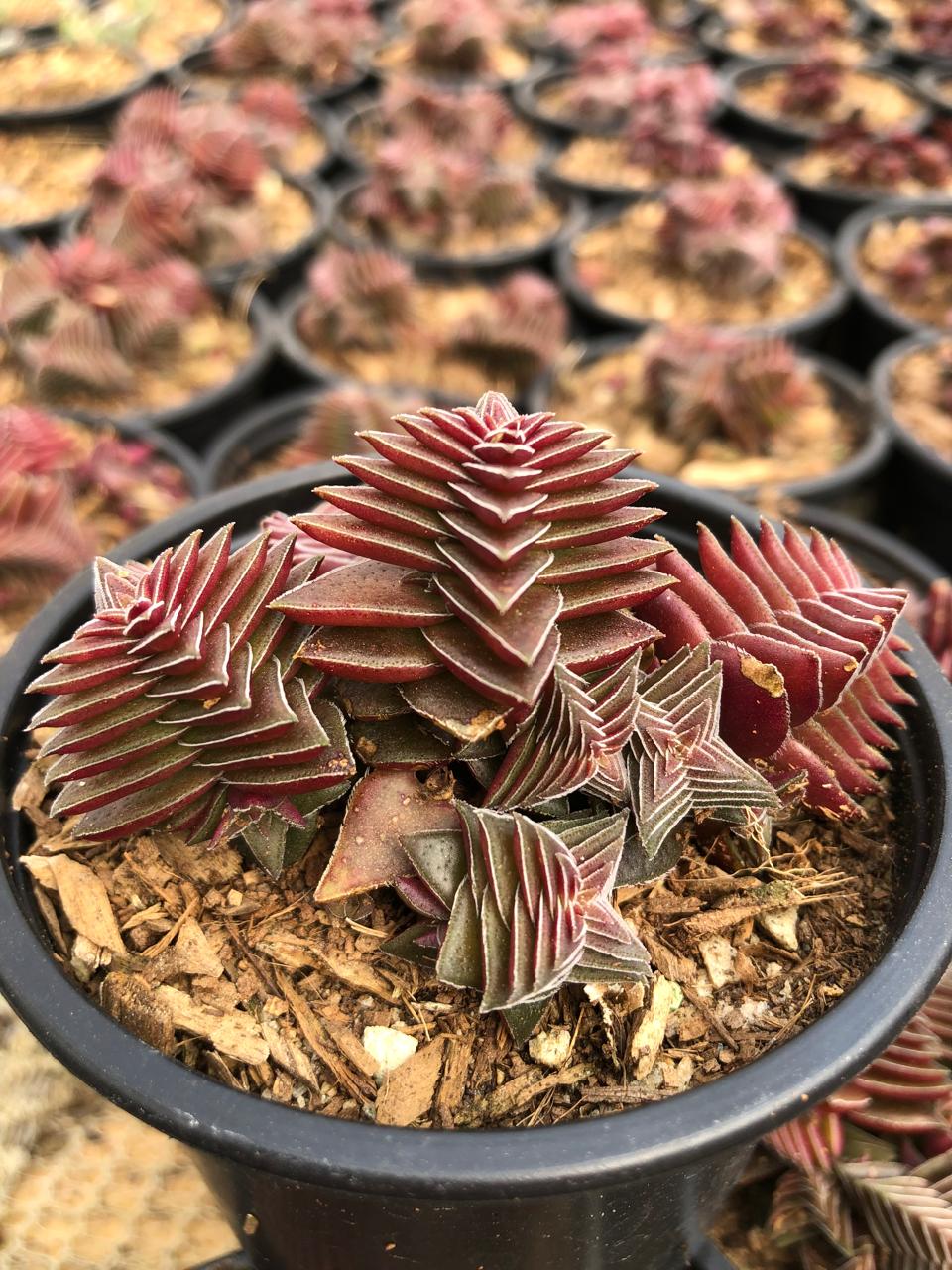 Crassula Red (9cm)