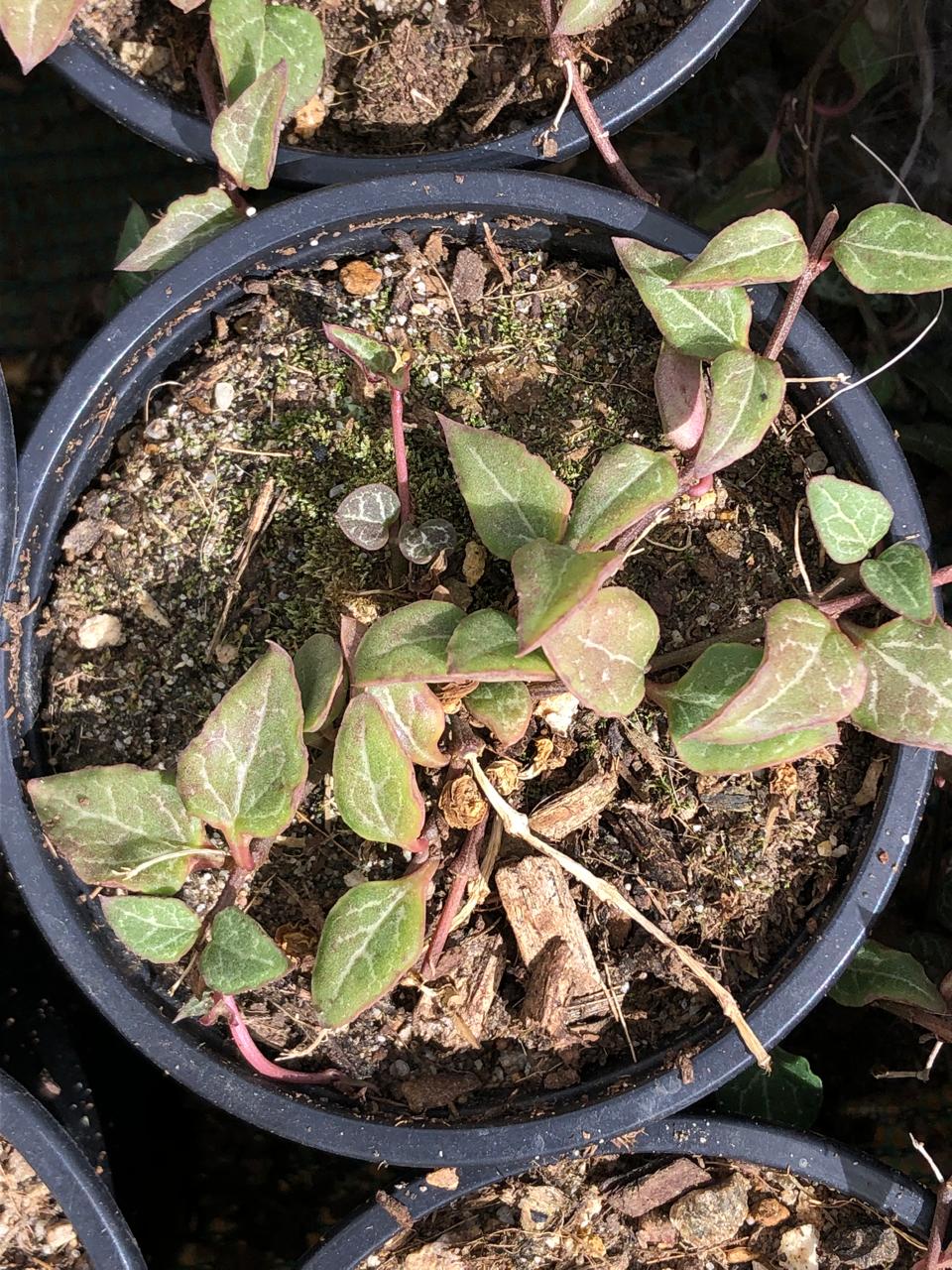 String of Spades (9cm)