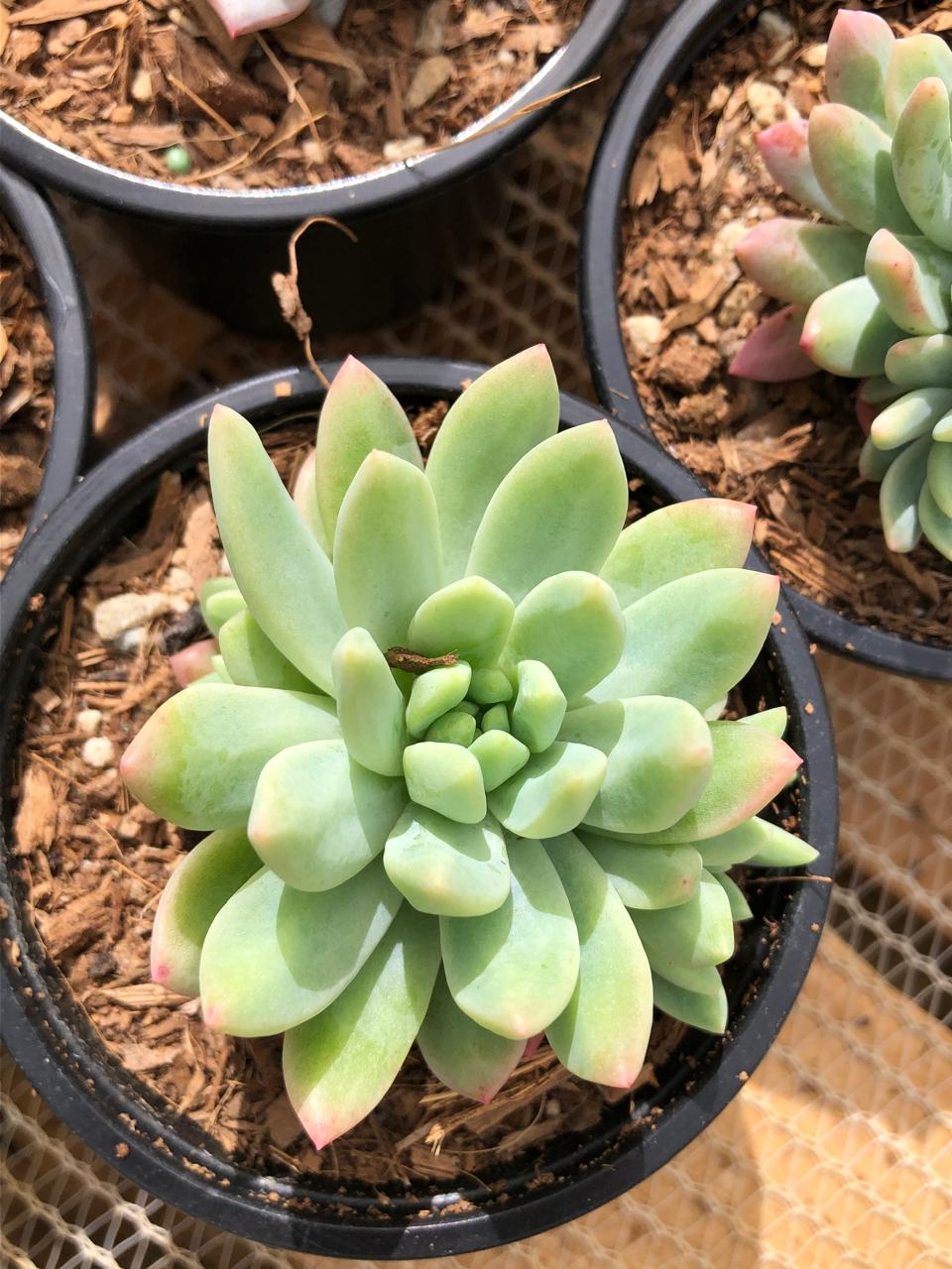 Sedeveria Hummelii (9cm)