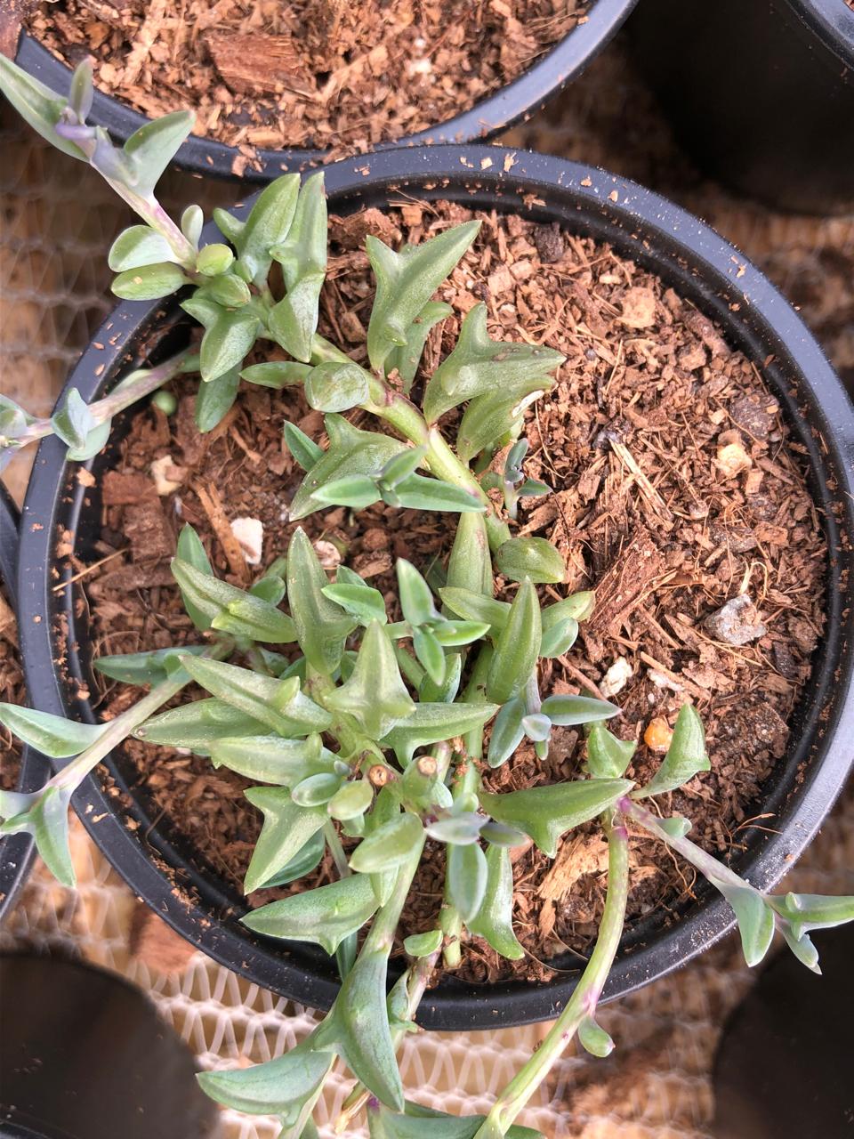 String of Dolphins (9cm)