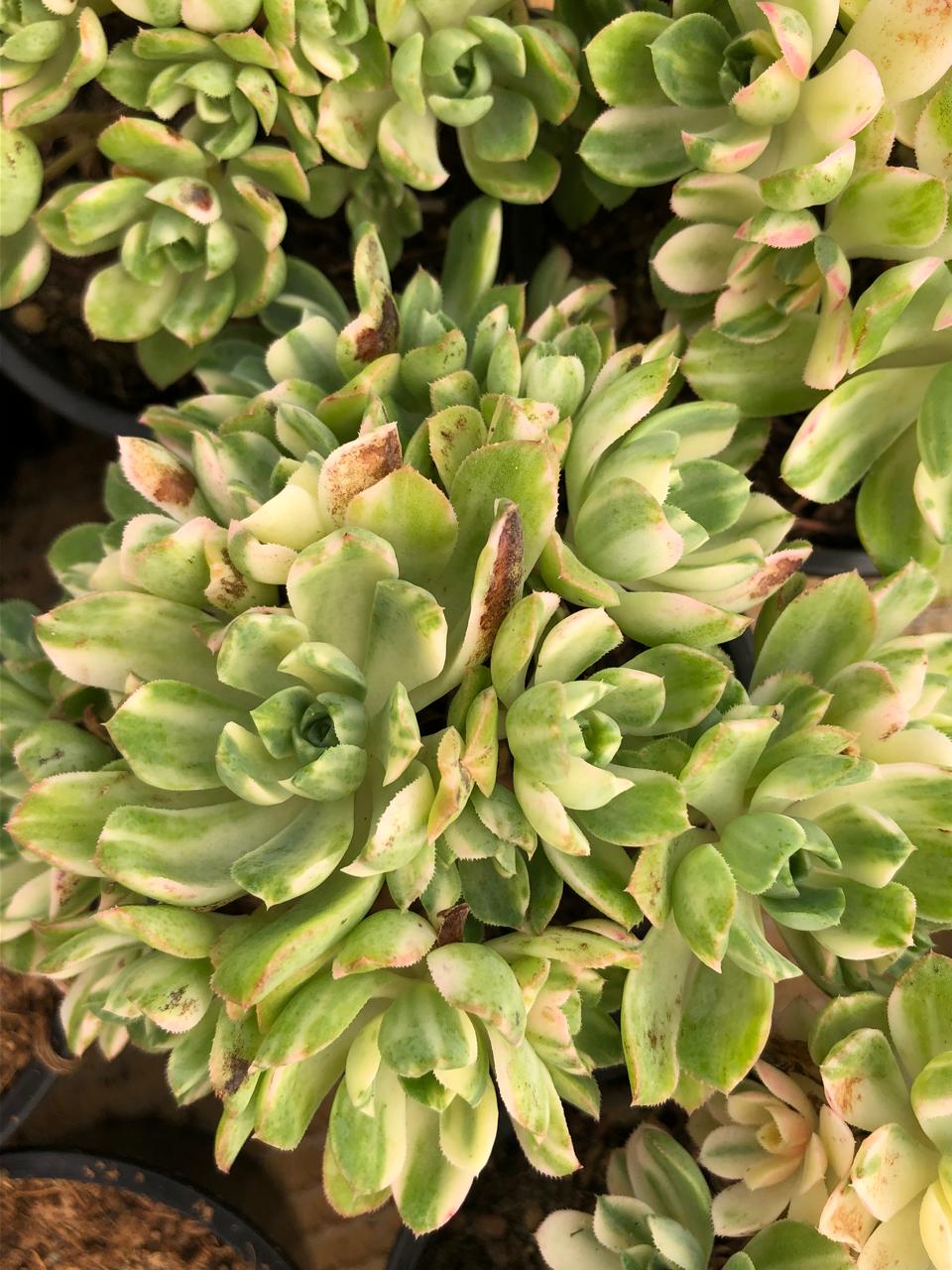Aeonium Suncup (9cm)