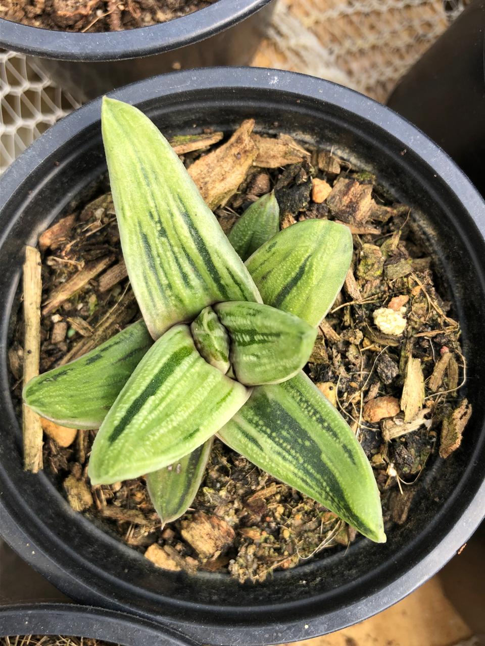 Gasteria Little Warty (9cm)
