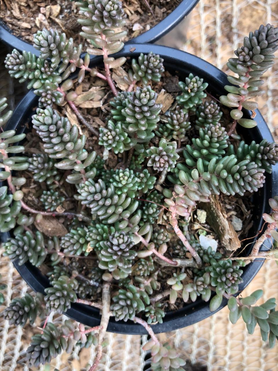 Sedum Coral Carpet (9cm)
