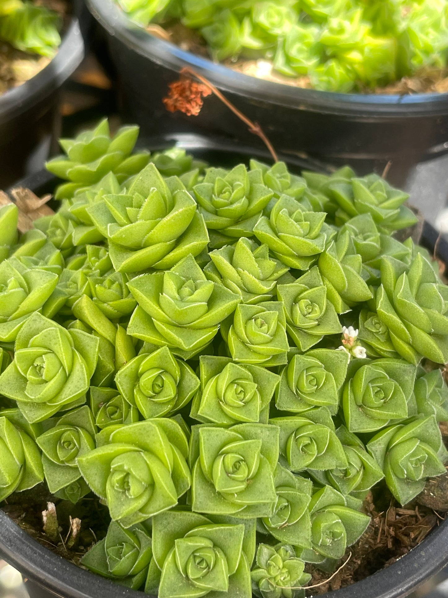 Crassula Socialis
