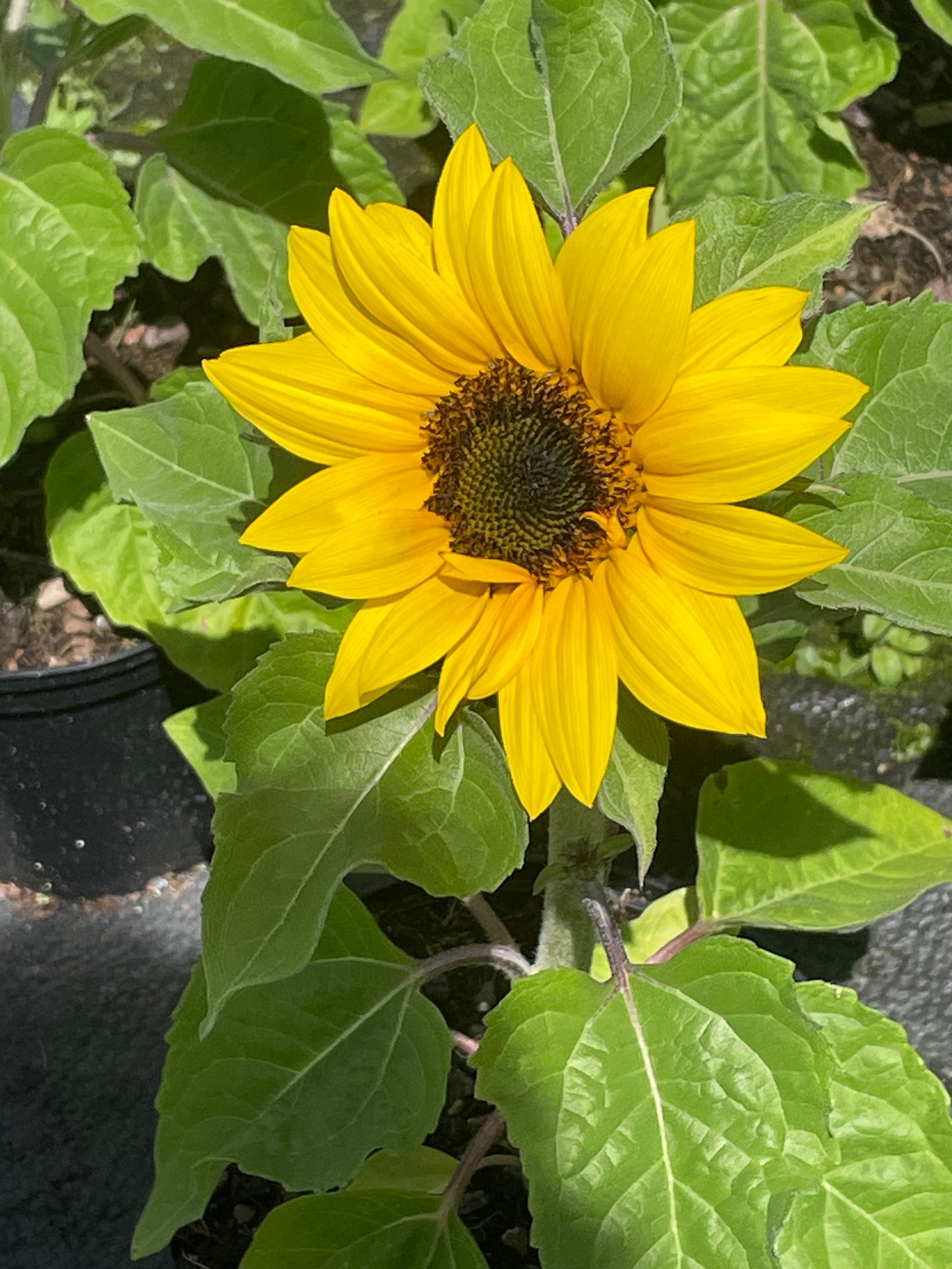 Sunflower (15cm)