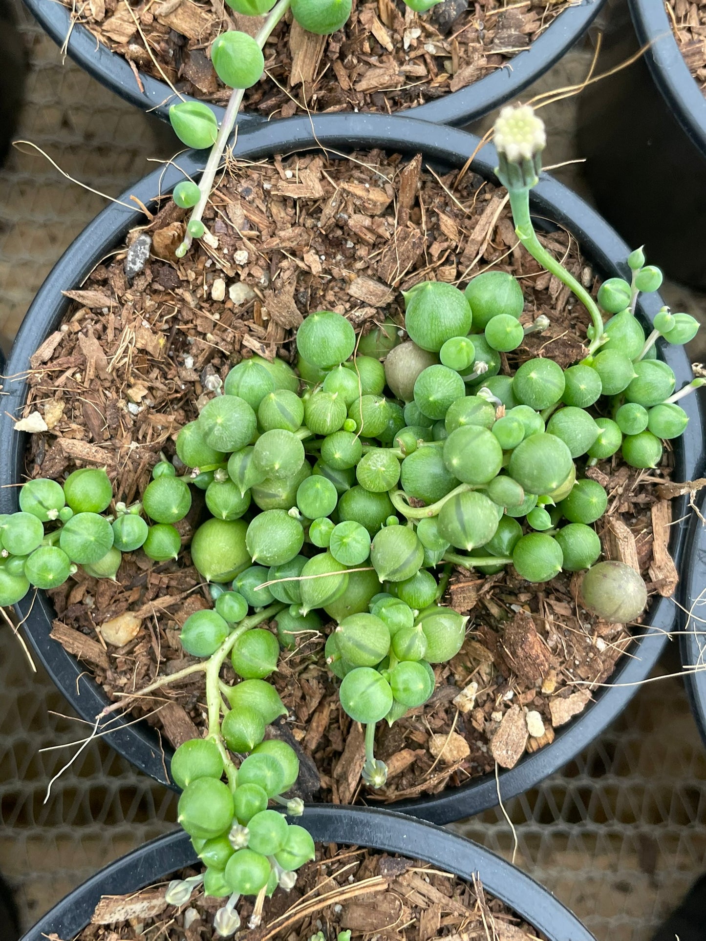 String of Pearls (9cm)