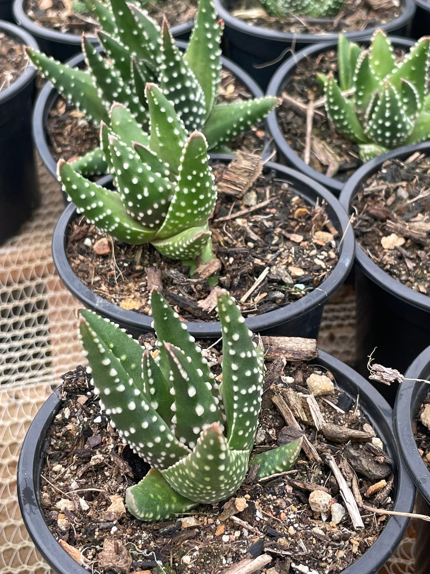Aloe Aristaloe Pumila (9cm)