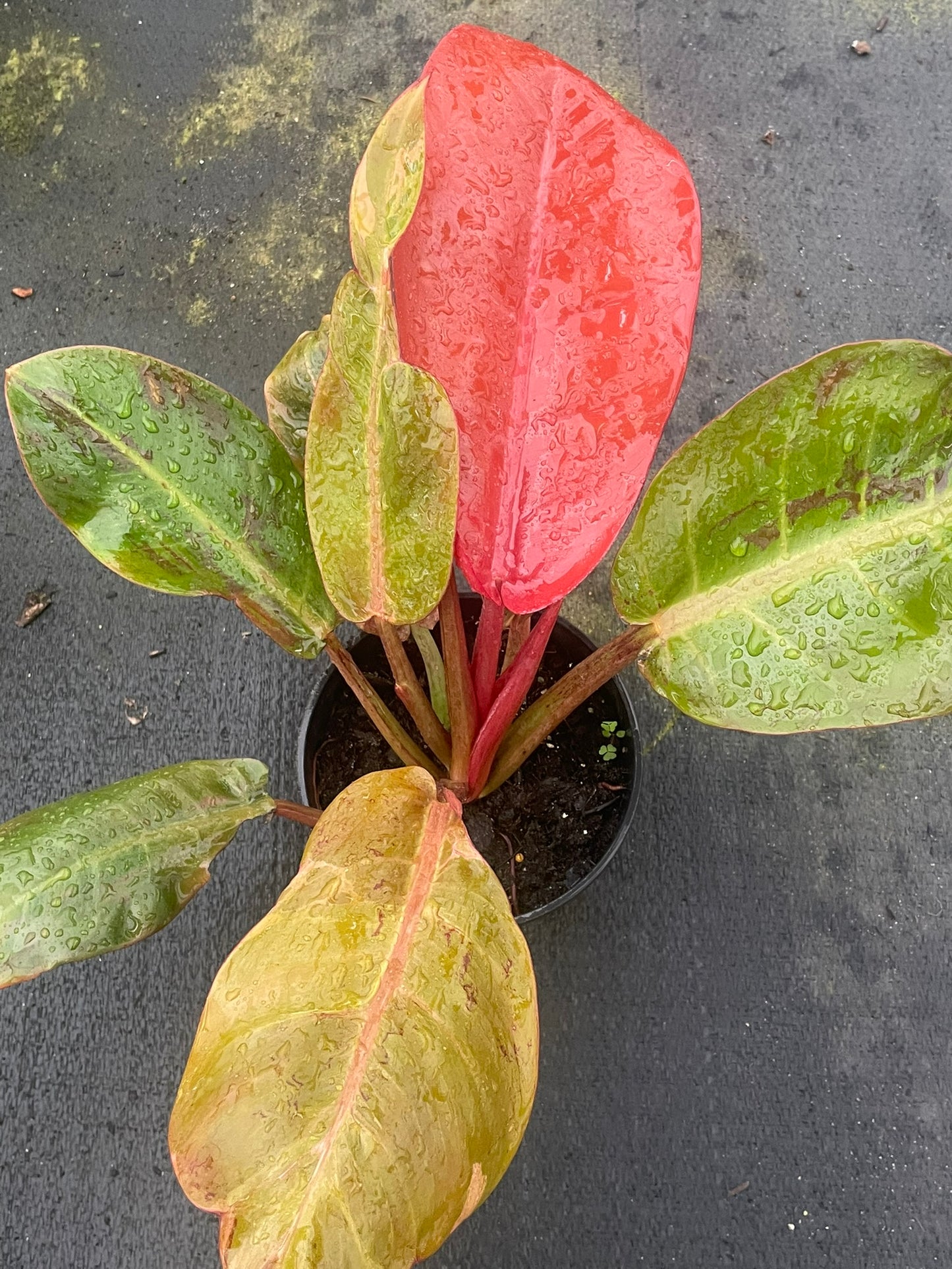 Philodendron Red Sun (14cm)