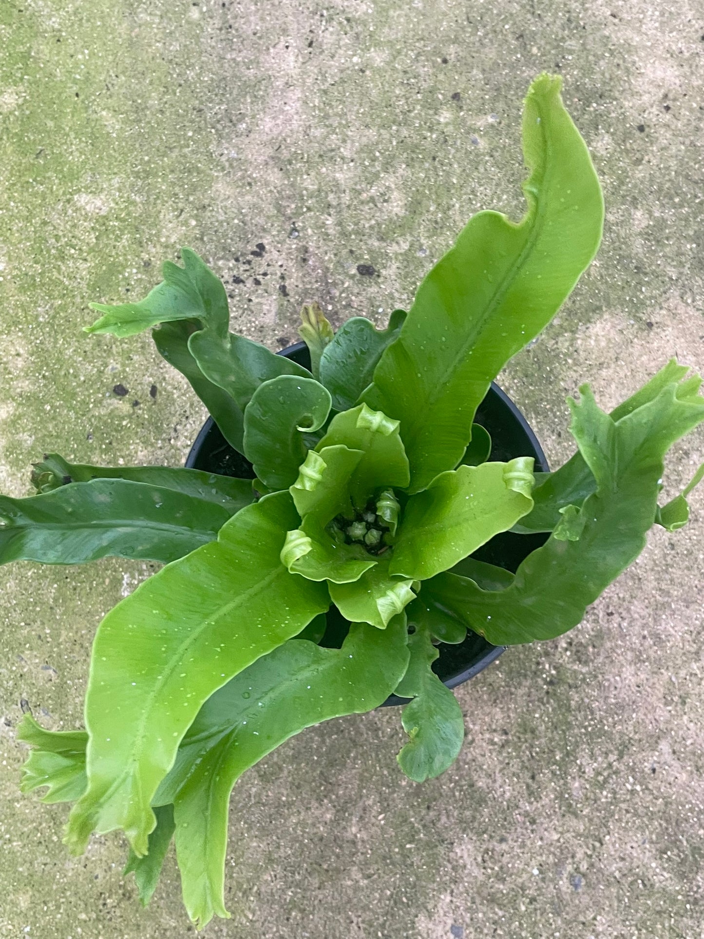 Asplenium Nidus Crissie (14 cm)