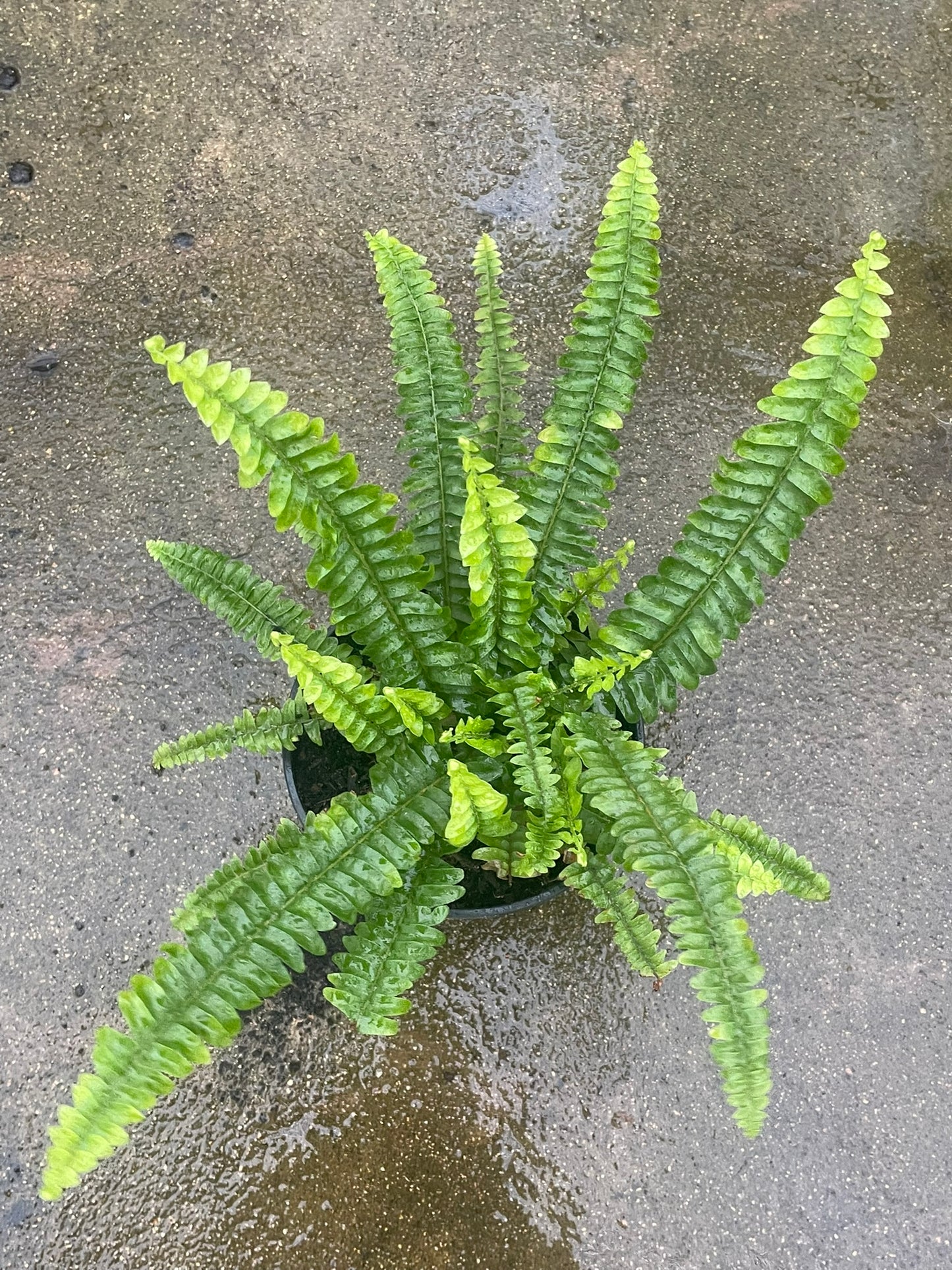 Nephrolepis Exaltata (14 cm)