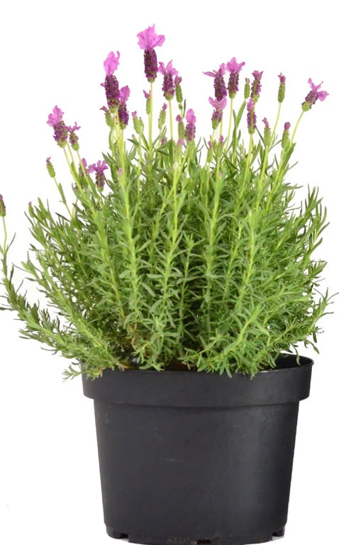 Lavandula Nanouk Pink (15cm)