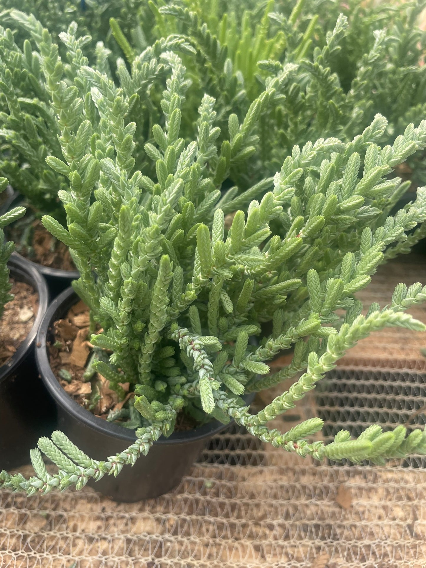 Crassula Muscosa (9cm)