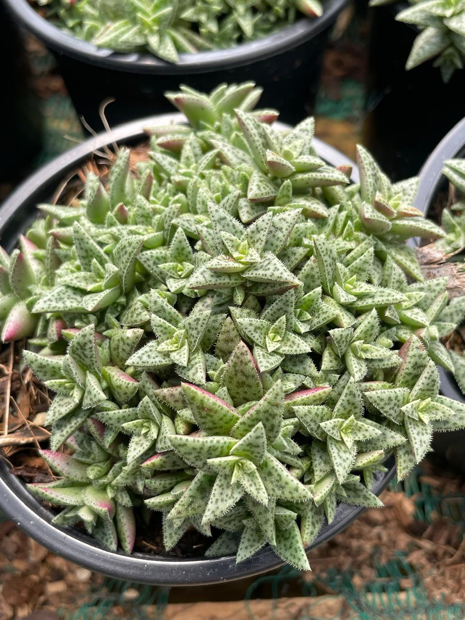 Crassula Exellis Cooperii (9cm)