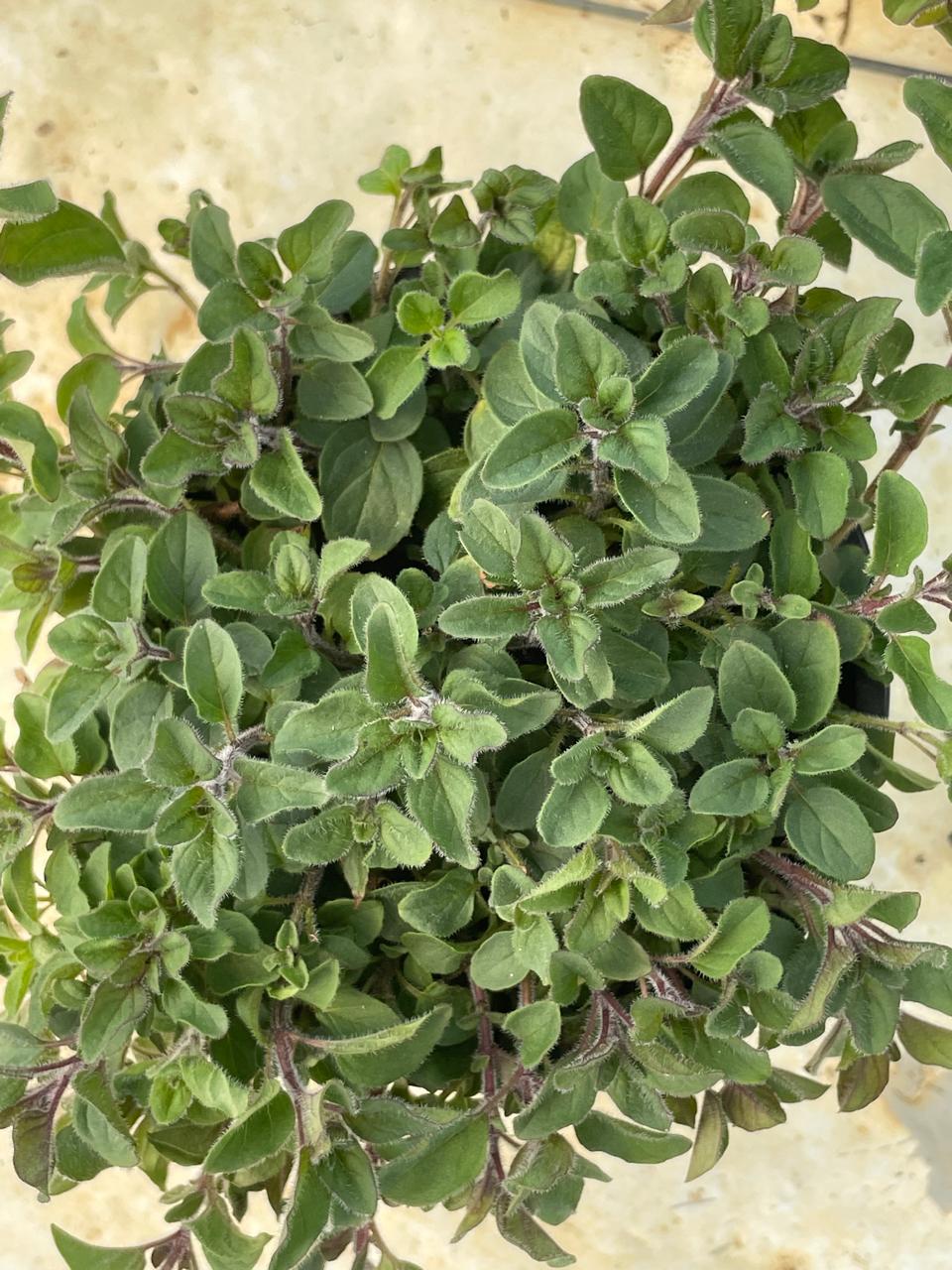 Marjoram (12cm)