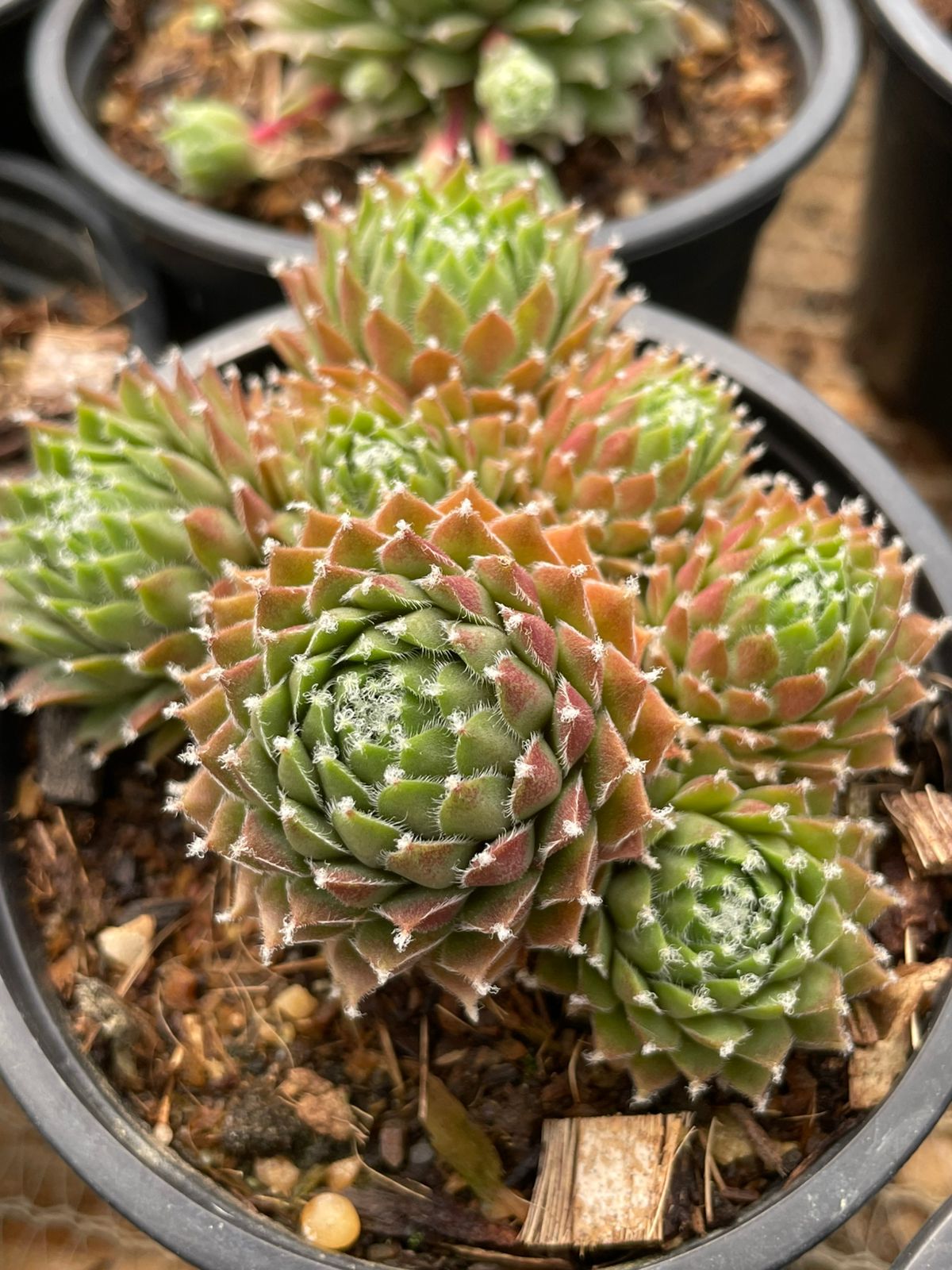 Sempervivum 2