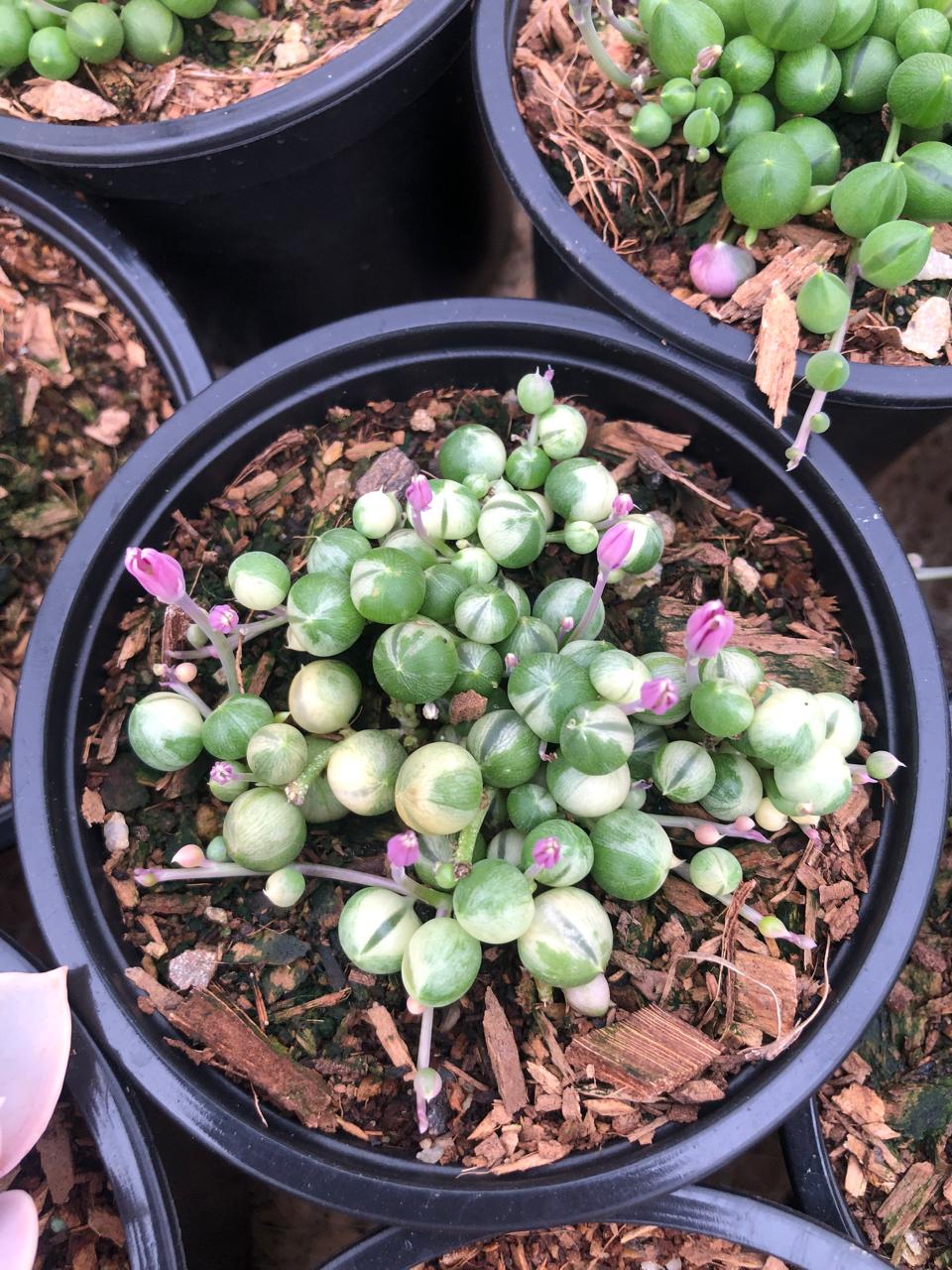 Variegated String of Pearls (9cm)