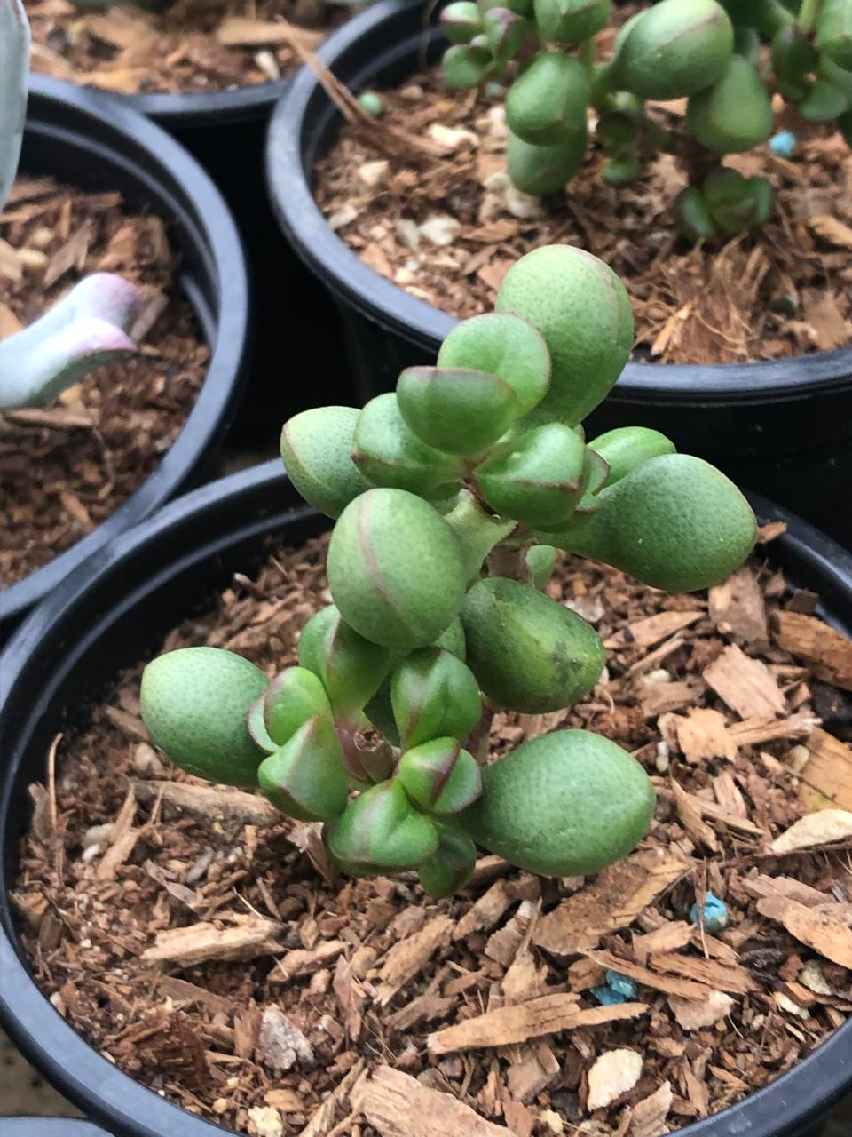 Crassula Chubby Toes (9cm)