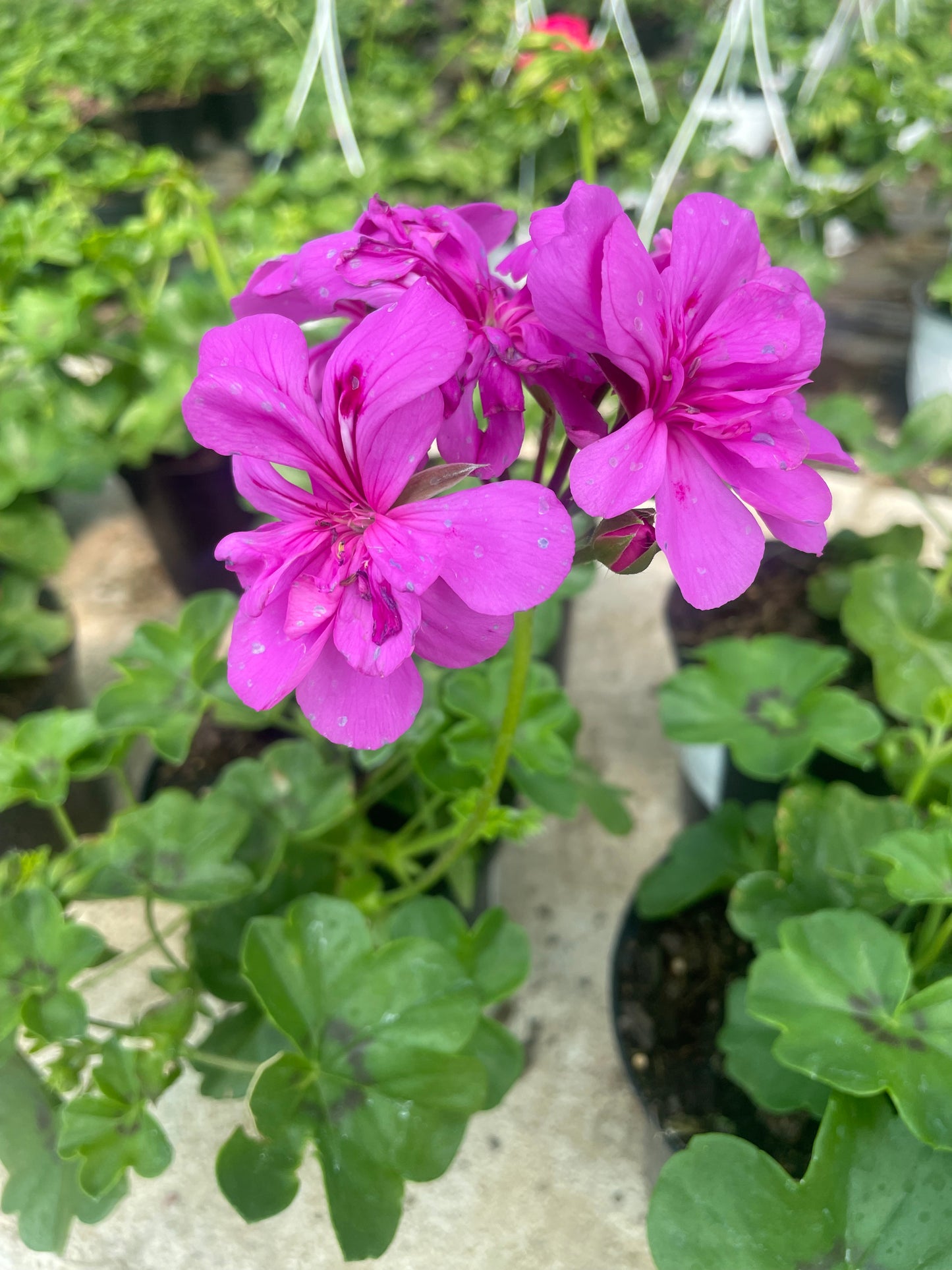 Geranium Purple (15cm)