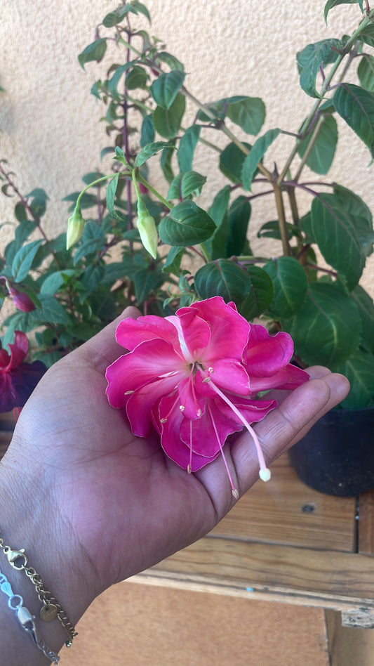 Fuchsia Giant Type (15cm)