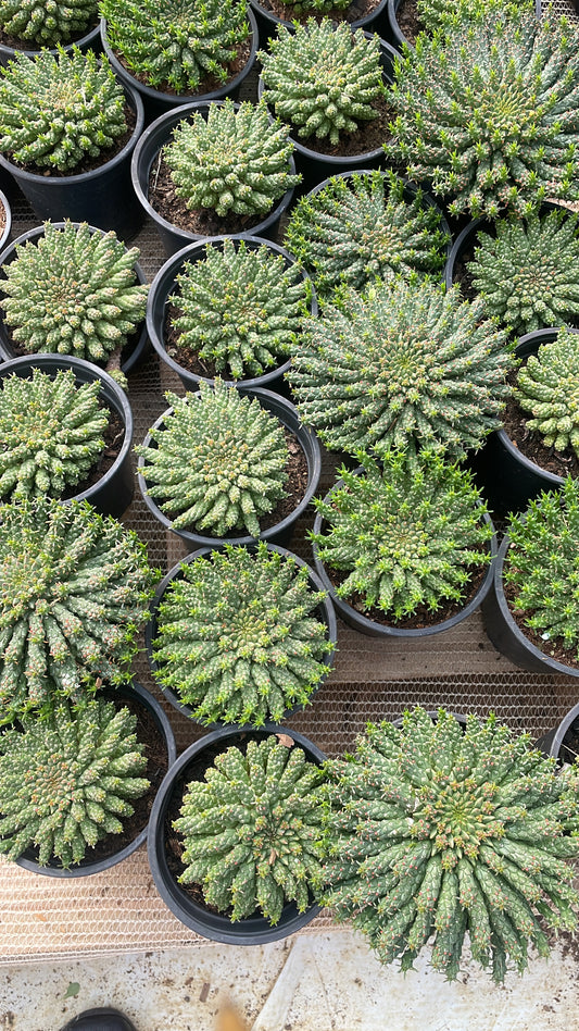Euphorbia Flanaganii (9cm)