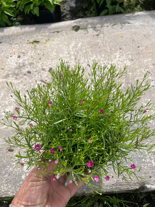 Gypsophila Pink (12cm)- Baby's Breath