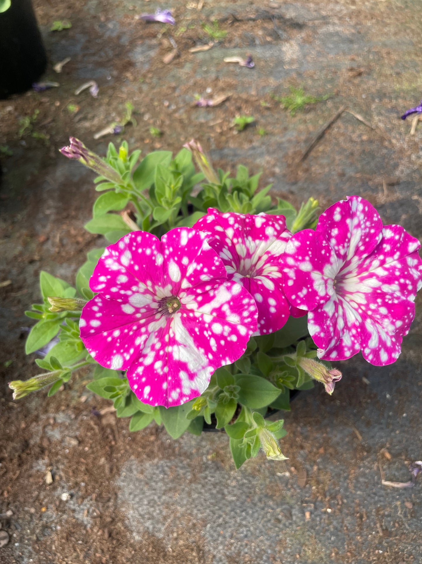 Petunias (15cm)