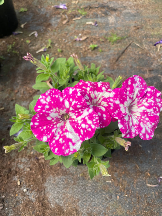 Petunias (15cm)