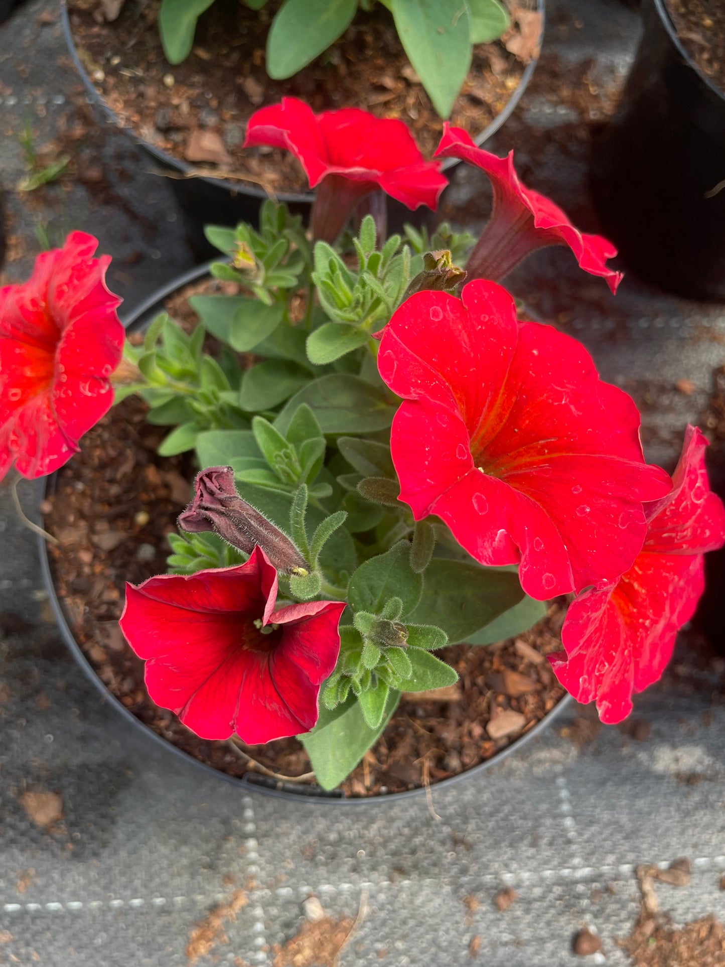 Petunias (15cm)