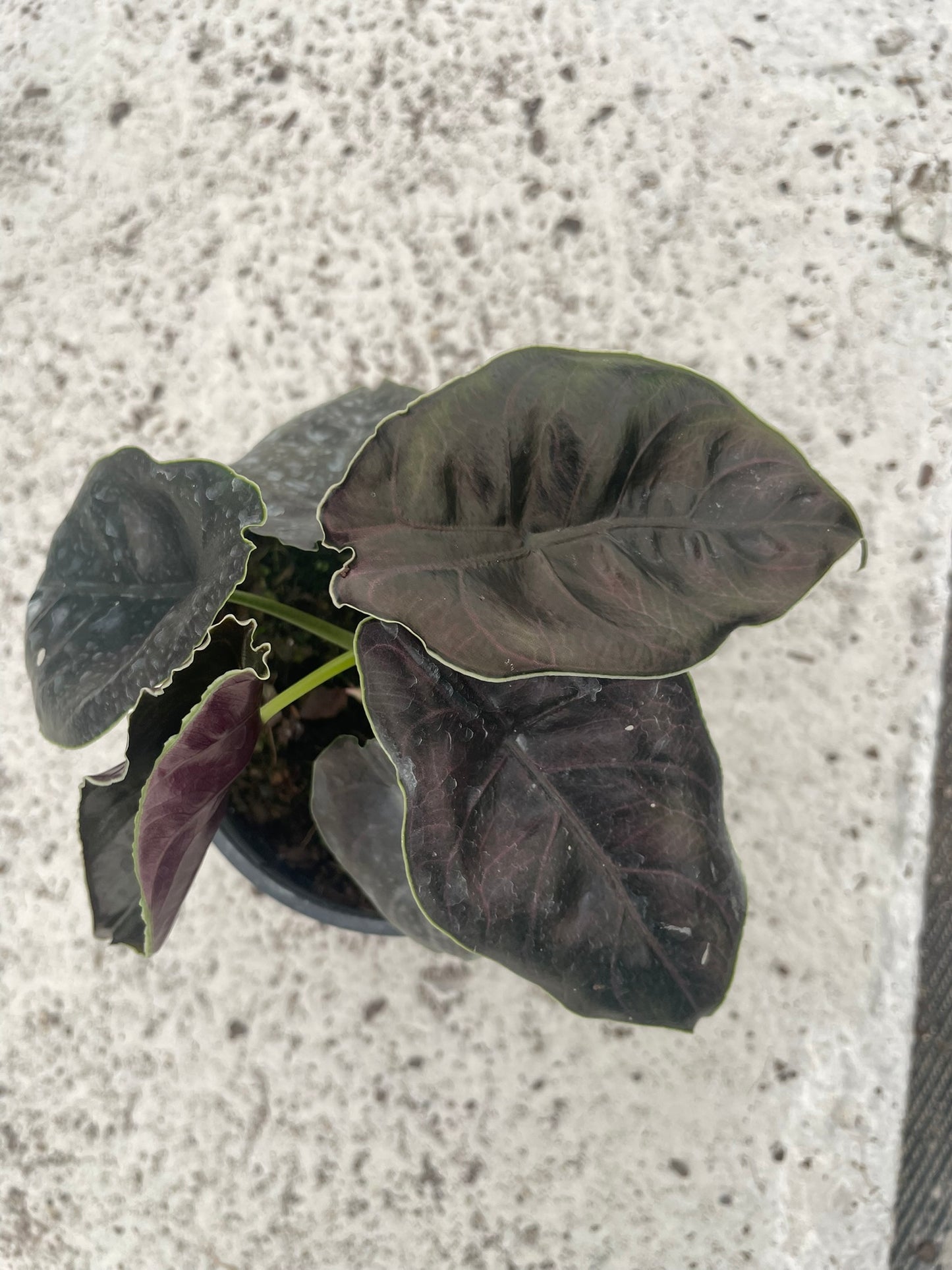 Alocasia Azlanii (17cm)