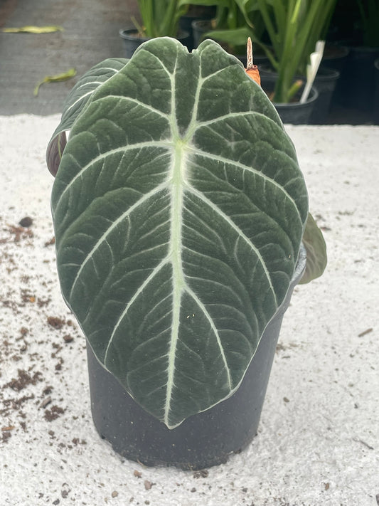 Alocasia Sanderiana Black Velvet (17cm)