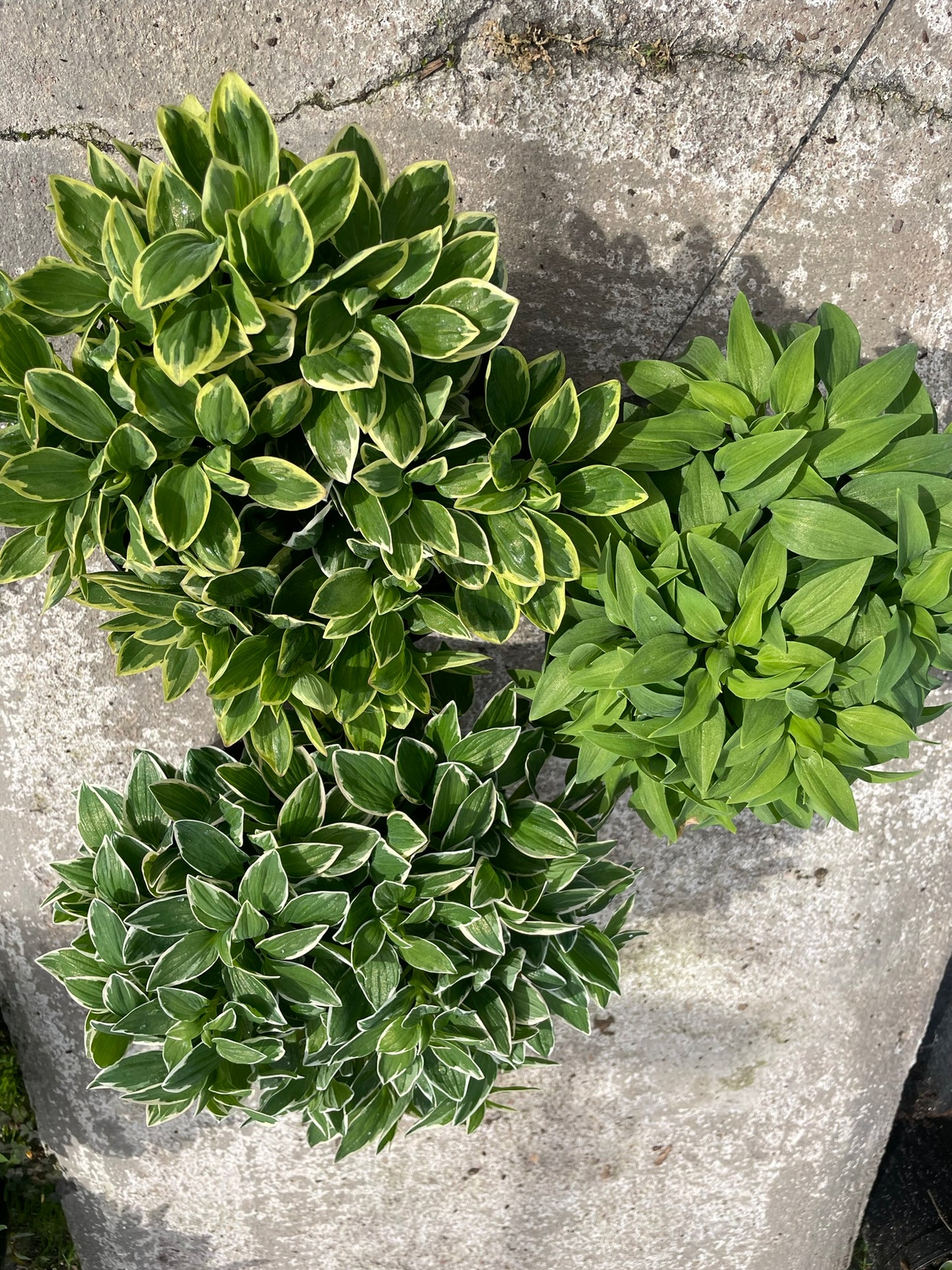 Alstroemeria Bowl (21cm)