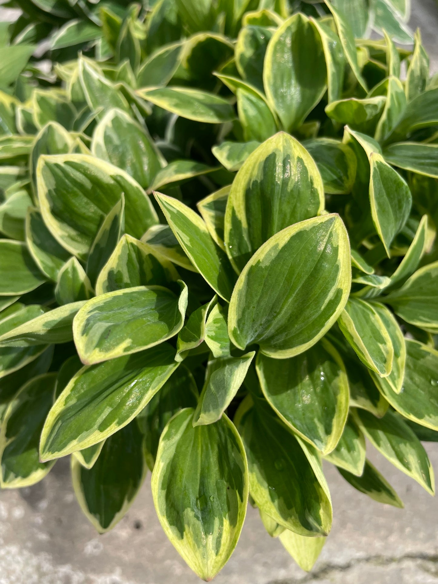 Alstroemeria Bowl (21cm)