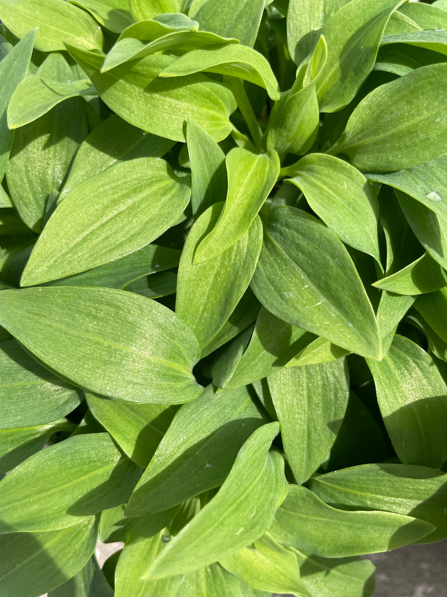Alstroemeria Bowl (21cm)