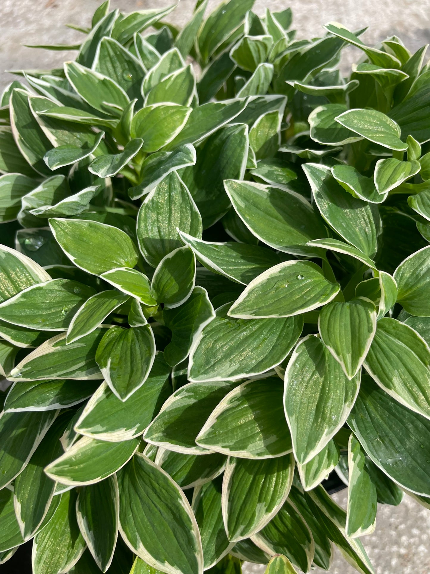 Alstroemeria Bowl (21cm)