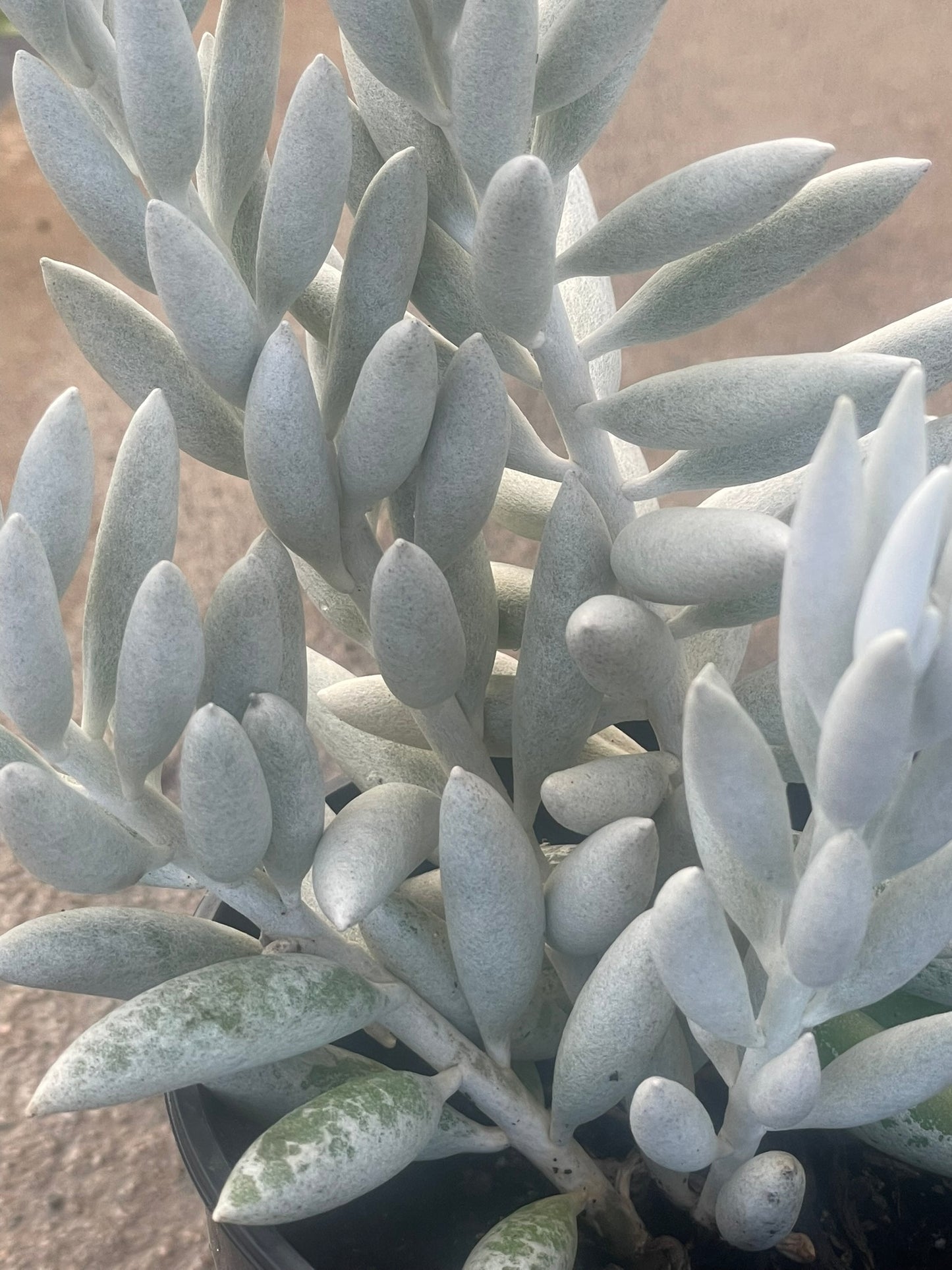 Caputia Tomentosa Wooly Senecio (15cm)