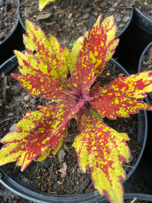 Coleus Greenville (15cm)