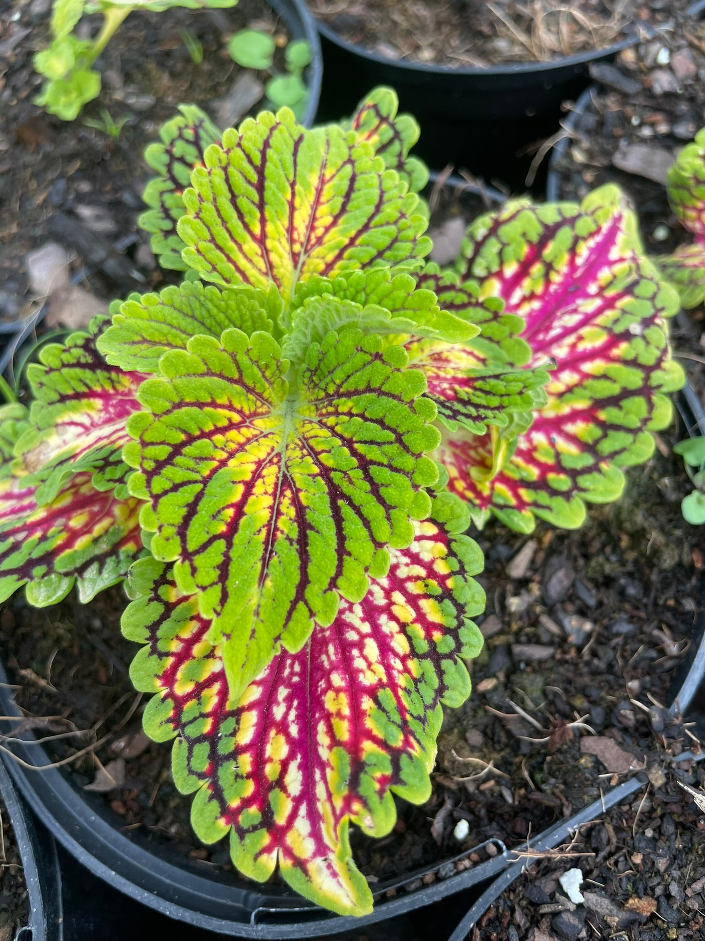 Coleus Glasswork Space Cake (15cm)