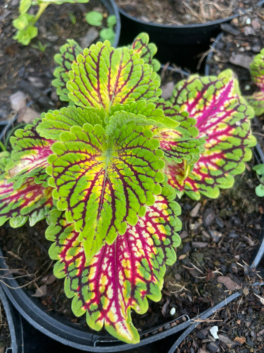 Coleus Glasswork Space Cake (15cm)