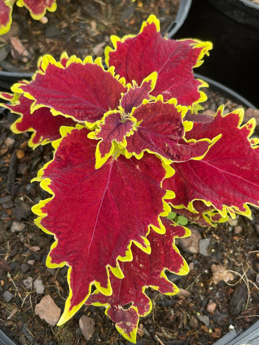 Coleus Stained Glasswork Crown Jewel (15cm)