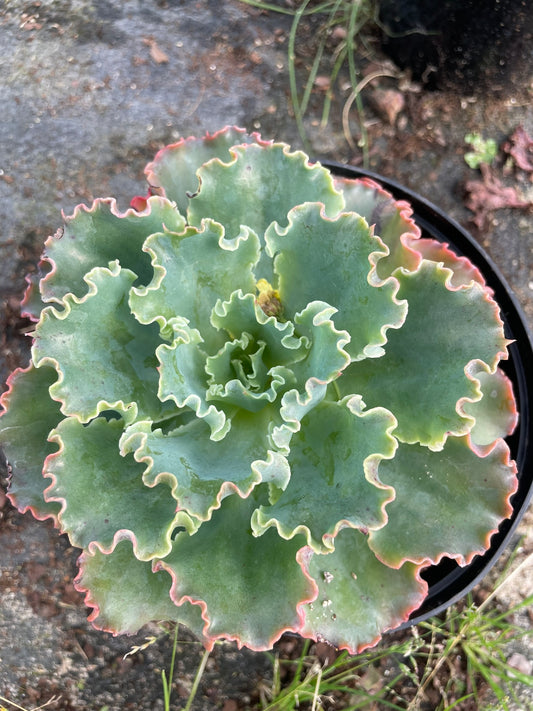 Echeveria Curly Blue (15cm)